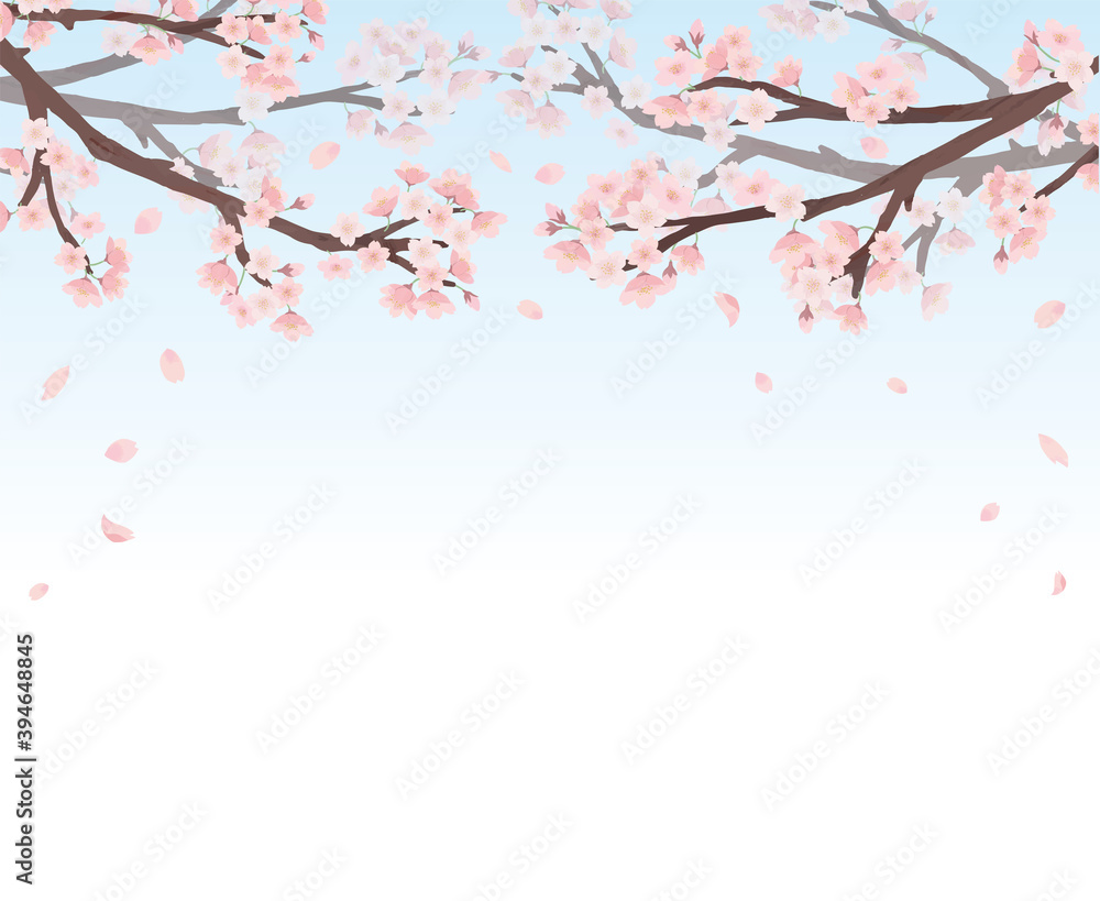 桜　フレーム 青背景　水彩　手描き

