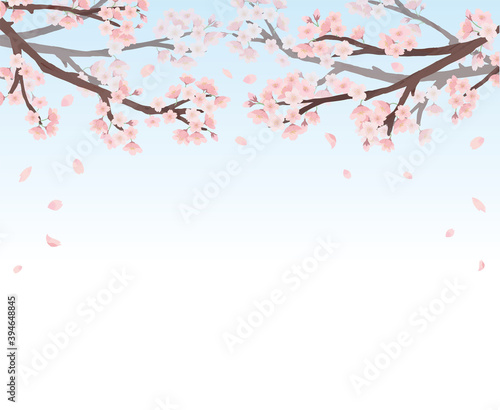 桜 フレーム 青背景 水彩 手描き 