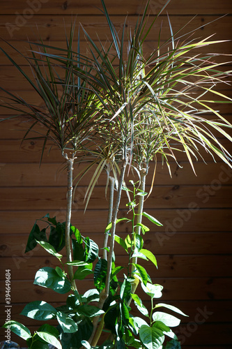 close up of green leaves of dracaena marginata bicolor