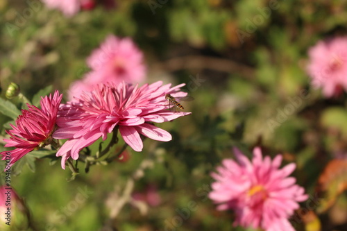 
A fly collects the last nectar from pink chrysanthemums on a sunny autumn day