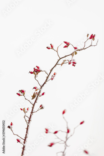 Winter nature print close up with red rose hips with snow. Shrub with selective focus and blurred background.