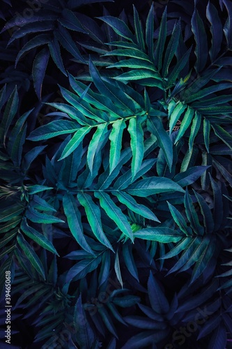 blue plant leaves in the nature in autumn season, blue background