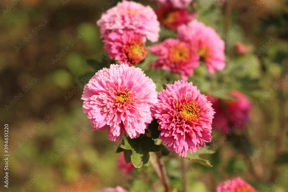 Pink chrysanthemums bloom on a sunny autumn day. Natural beauty. Pink chrysanthemums bloom on a sunny autumn day. Natural beauty.