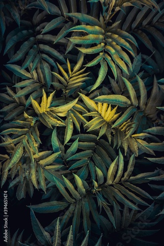 green plant leaves in the nature in autumn season,  green background