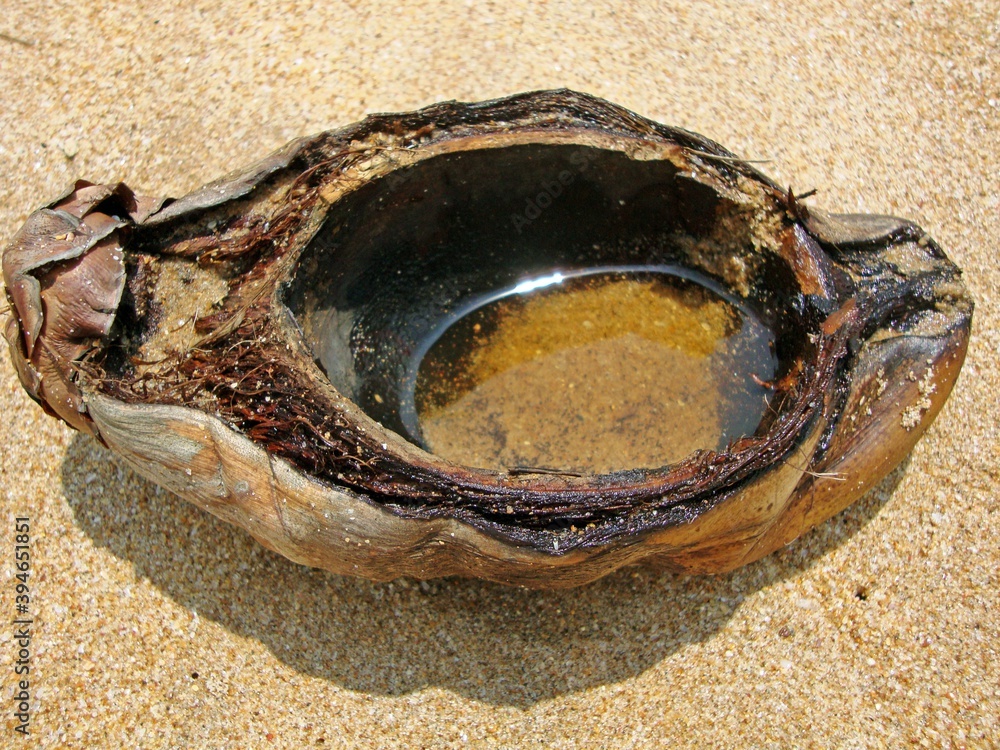 Schale einer Kokosnuss