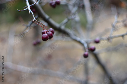 frozen cherry on a branch. Soft focus. The first frost