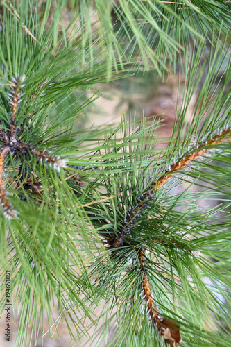 Pine needles close-up. New Year