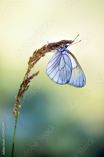 Papier peint Aporia crataegi butterfly on a  field flower in the early morning waiting for th