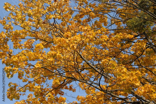 Bright yellow foliage looks beautiful against a blue autumn sky