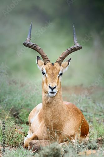 Male adult impala close-up portrait resting by laying down facing the camera. Aepyceros melampus.