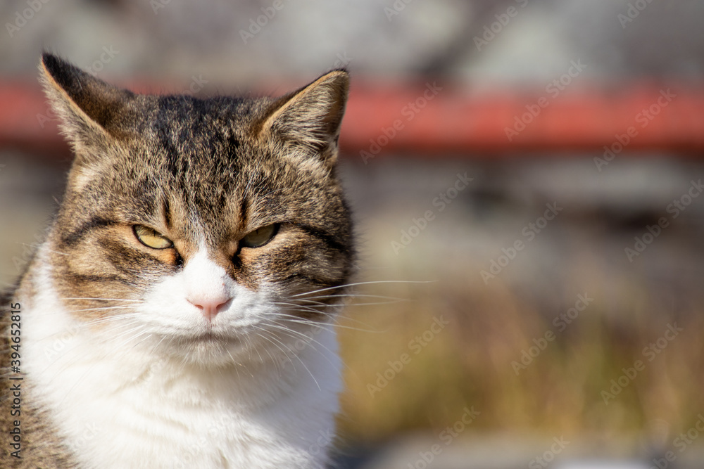 Obraz premium 公園でのんびり過ごす猫