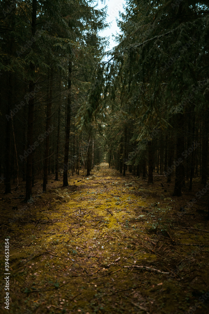 Obraz premium footpath in the woods