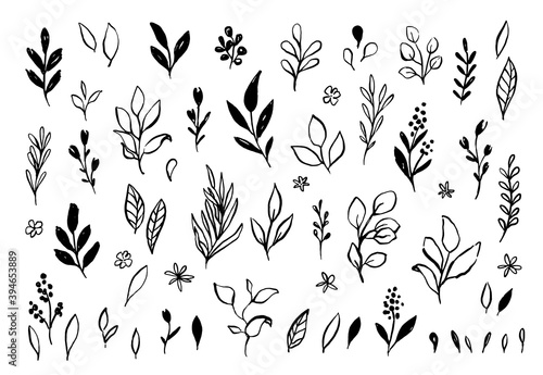 Vector branches and leaves. Hand drawn floral elements in loose doodle style. Ink vintage botanical illustrations. 