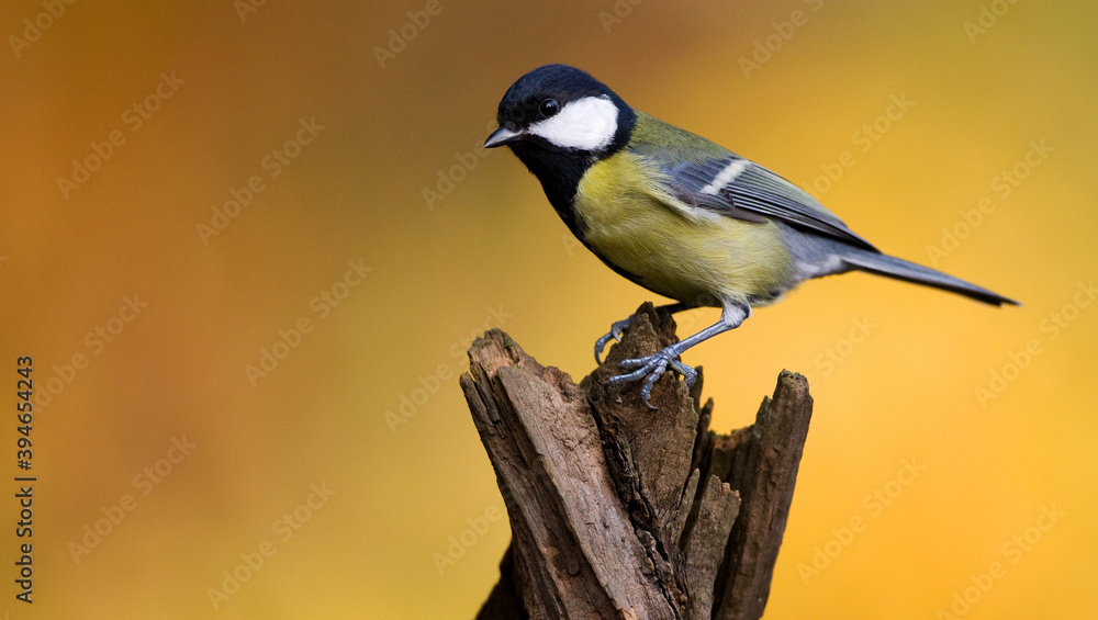 Koolmees, Great Tit, Parus major Koolmees, Great Tit, Parus major