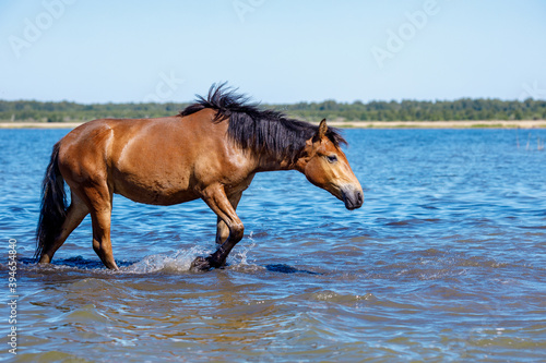 a horse walks on a hot day on the water stretching out its head