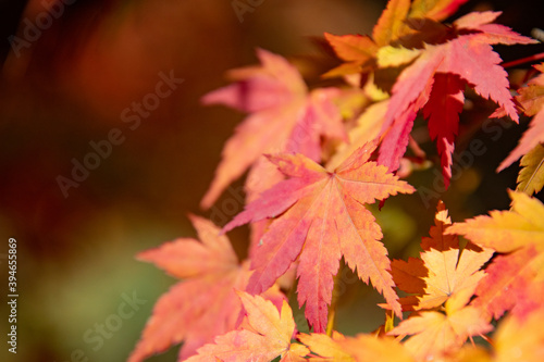 綺麗に色づく紅葉の葉