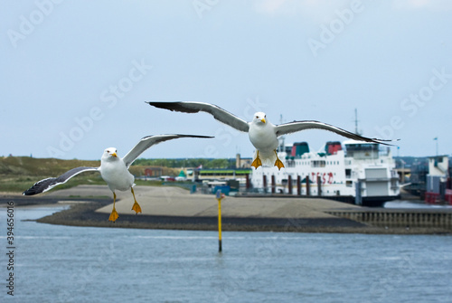 Kleine Mantelmeeuw, Lesser Black-backed Gull, Larus fuscus photo