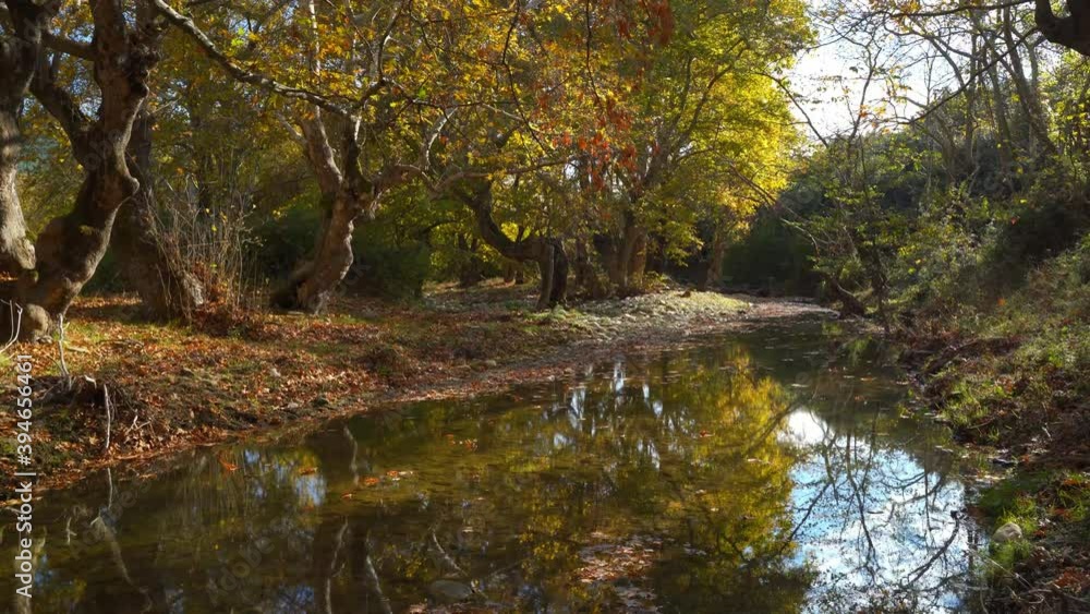 creek in the forest at autumn time creek in the forest at autumn time