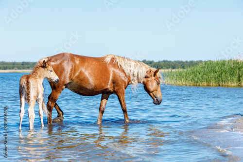 a mare with a foal walks along the shore of the lake, drinking water