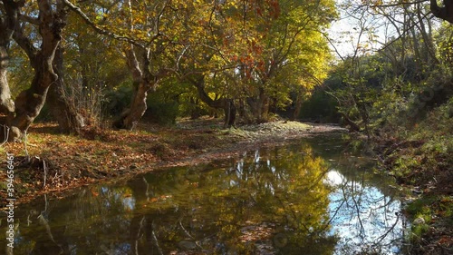 creek in the forest at autumn time photo