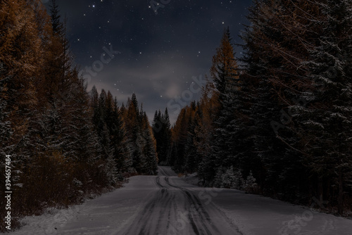 road snow forest spruce stars night autumn