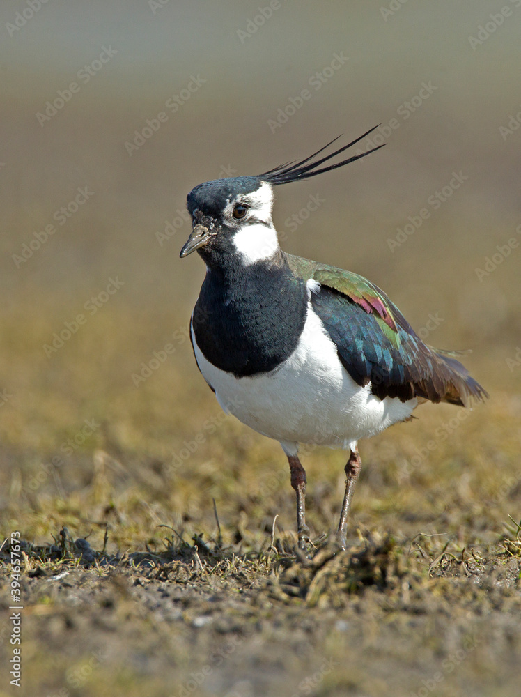 Kievit, Northern Lapwing; Vanellus vanellus Kievit, Northern Lapwing; Vanellus vanellus