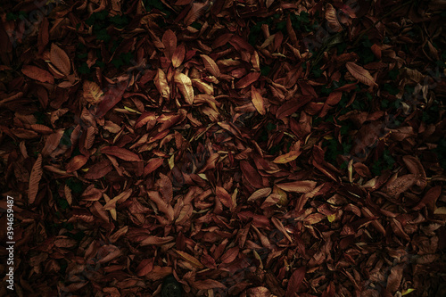 autumn leaves on ground