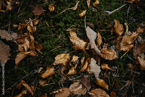 autumn leaves on ground