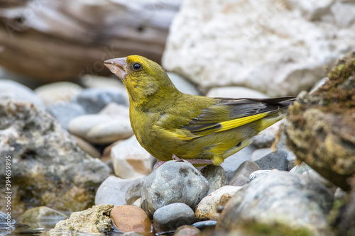 Grünfink (Carduelis chloris) Männchen photo