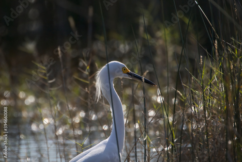 Snowy Egret Foraging In the Shallow Water Off Black Point Wildlife Drive In Titusville, FL, USA