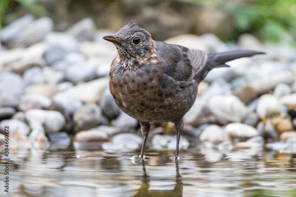 Amsel (Turdus merula) Weibchen in der Mauser Amsel (Turdus merula) Weibchen in der Mauser