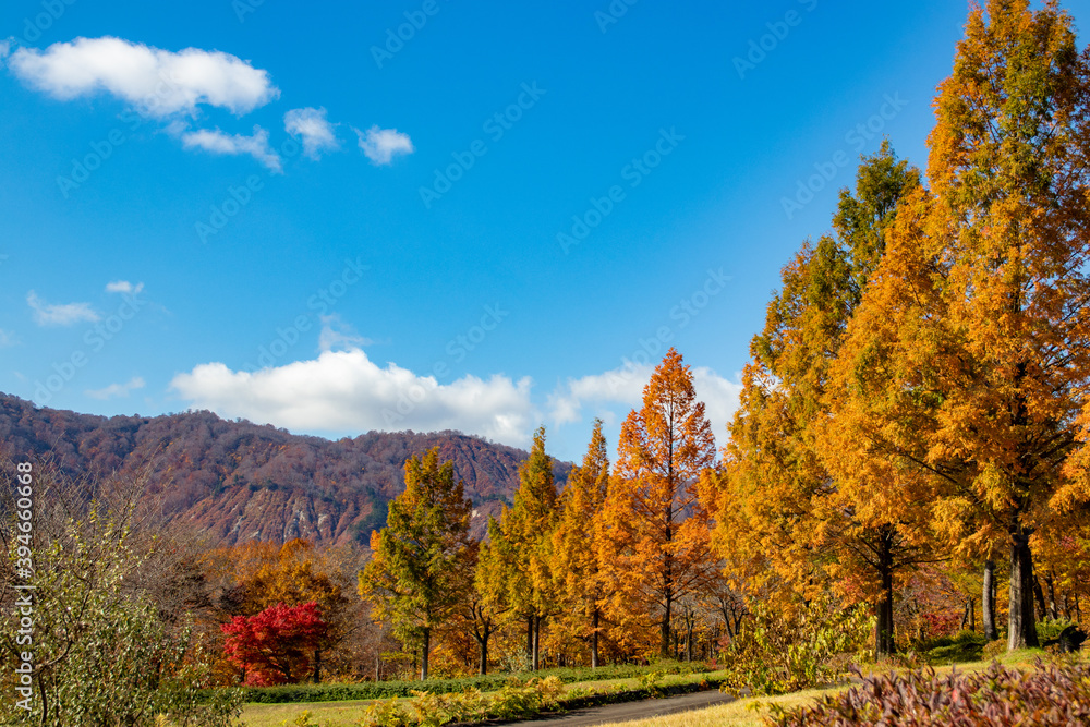綺麗な青空と紅葉の風景