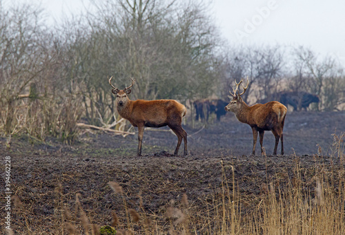 Edelhert, Red Deer, Cervus elaphus