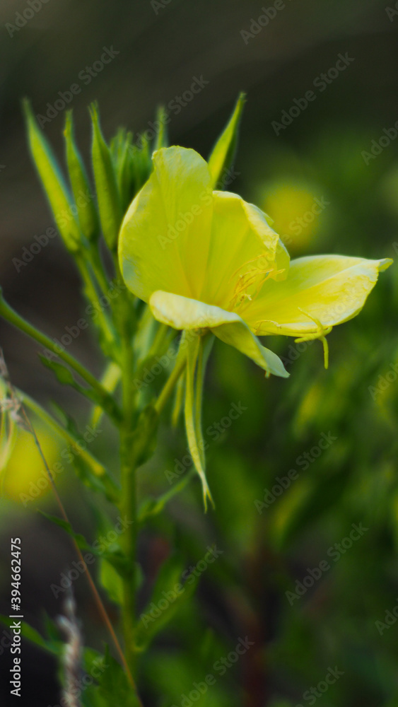 Obraz premium OLYMPUS DIGITAL CAMERA