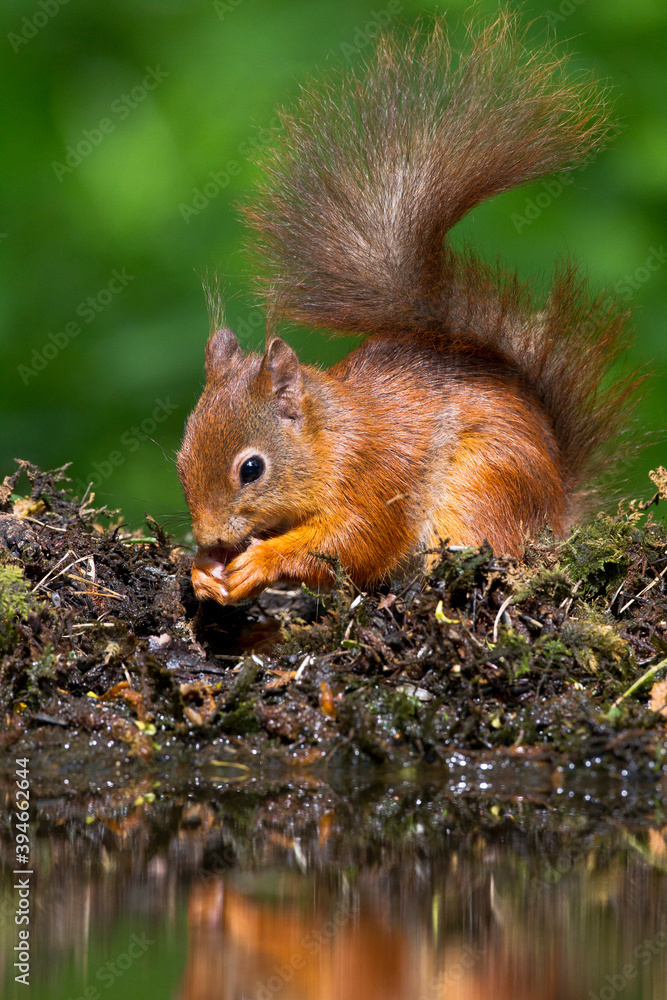 Eekhoorn, Red Squirrel, Sciurus vulgaris Eekhoorn, Red Squirrel, Sciurus vulgaris