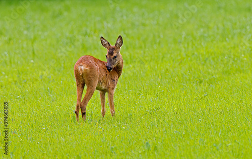 Ree, Roe Deer, Capreolus capreolus