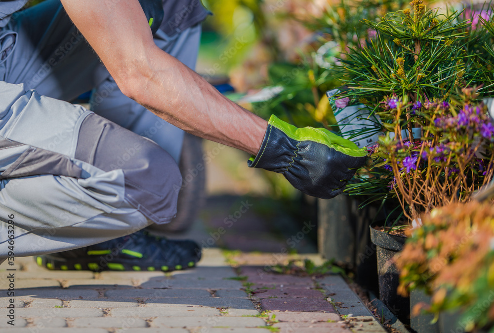Naklejka premium Caucasian Gardener Buying New Plants For His Garden Project