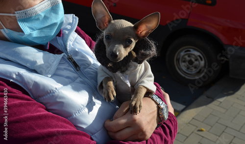 A new way to test people is to experience the smell of a trained dog. A nurse in a veil carries a puppy who will be able to find patients with covid coronavirus among healthy people at the airport photo