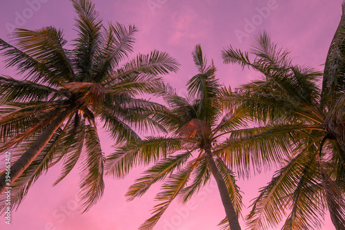 Toned background tropical view from below on palm trees. For travel design. Pink background, © Semachkovsky 