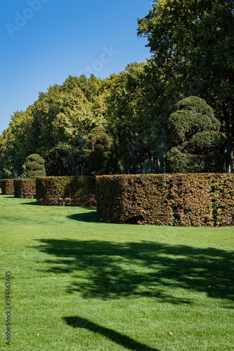 Beautiful landscape with trimmed yew Taxus baccata (English yew, European yew) with evergreen hedges and green lawn. City Park Krasnodar or Galitsky Park.Sunny autumn day.October 2020. Nature concept.