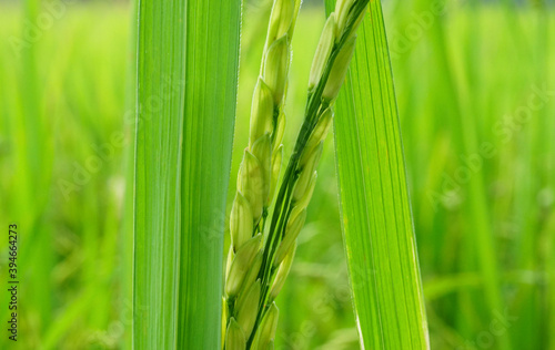 Selective focus on leaf the ear of rice green field organic food in the farm Countryside of Thailand