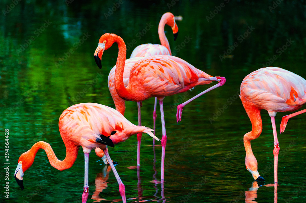 Close view of American Flamingos in a zoo in the Parc de la Ciutadella in Barcelona Close view of American Flamingos in a zoo in the Parc de la Ciutadella in Barcelona