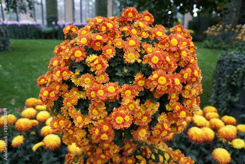 Round shape arrangement of the orange Cascade Mum  Momijigari 