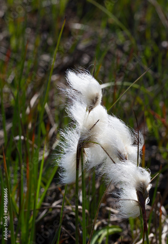 Veenpluis, Common Cottongrass, Eriophorum angustifolium
