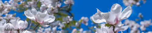 Panorama white magnolia flowers in the sun.