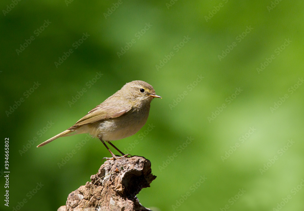 Willow Warbler, Fitis, Phylloscopus trochilus Willow Warbler, Fitis, Phylloscopus trochilus