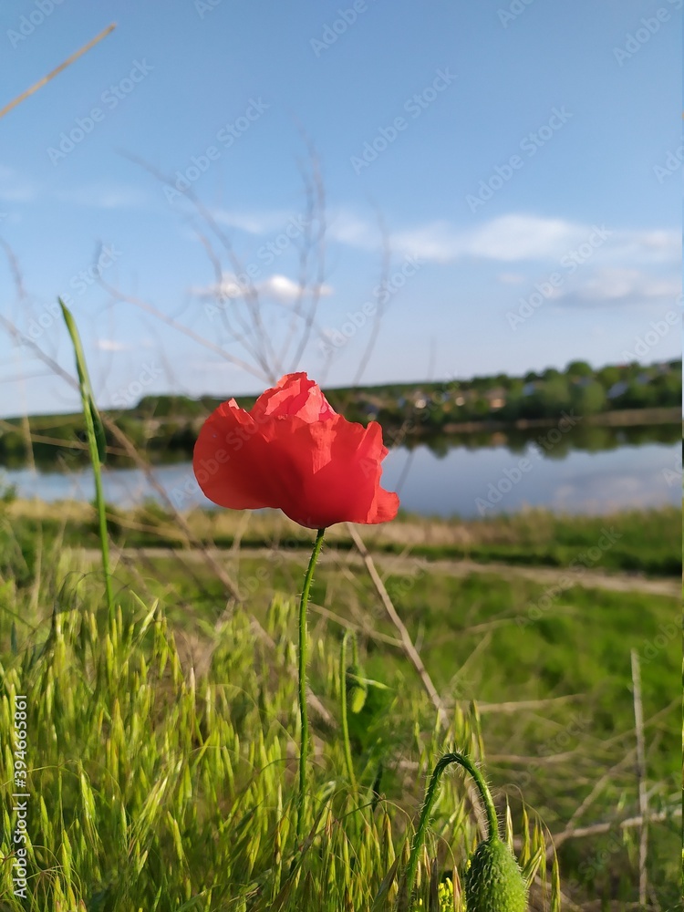 Obraz premium red poppy flower