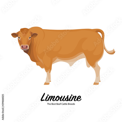 Limousine Bull - The Best Beef Cattle Breeds. Farm animals. Vector Illustration.