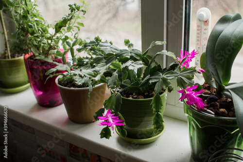 flowering plants in a pot on a windowsill in the kitchen