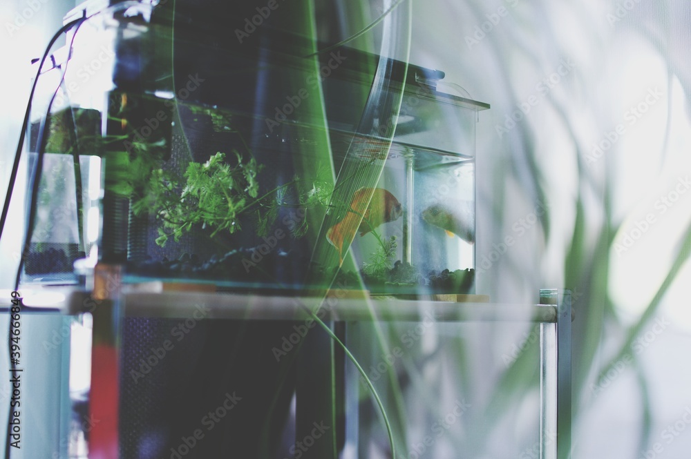 Fototapeta premium 水槽の金魚と植物のイメージ